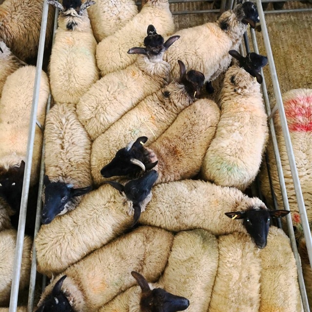 Pedigree Multibreed Sheep Show & Sale