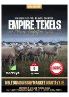 Expire Texels 2nd Annual Production Sale 2026