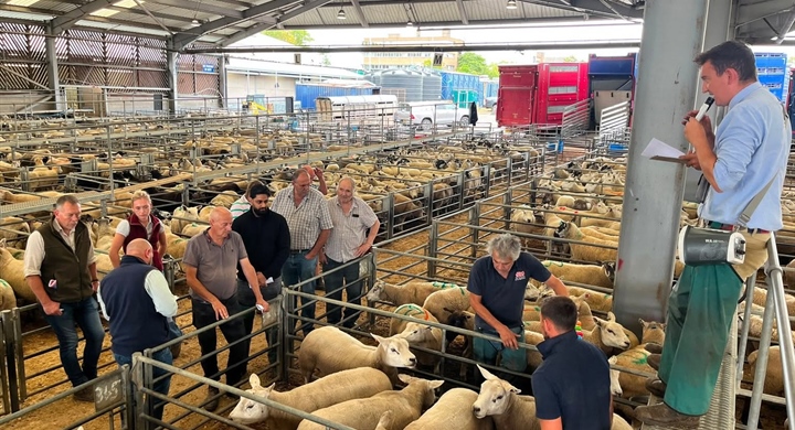Tuesday all Classes of Sheep, Wednesday all Classes of Cattle