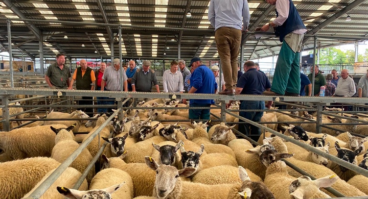 Tuesday all Classes of Sheep, Wednesday all Classes of Cattle
