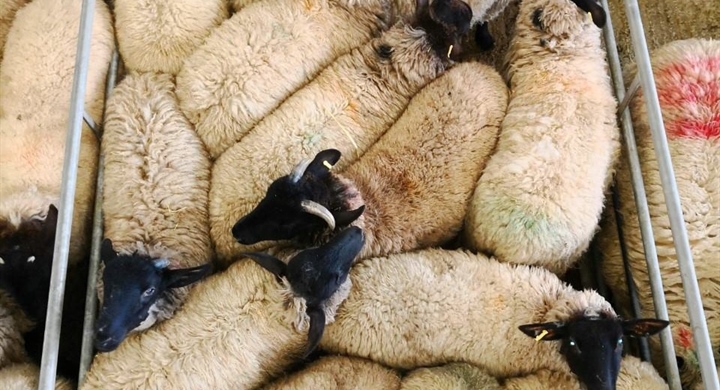 October Ram Fair & Afternoon Sale