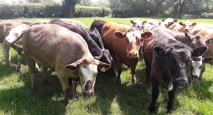 Opening Store Cattle Fair