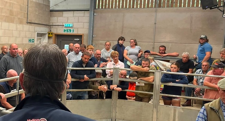 Tuesday all Classes of Sheep, Wednesday all Classes of Cattle