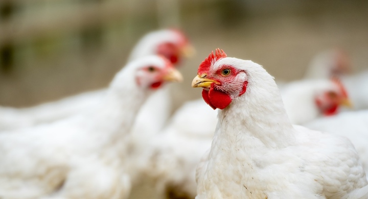 Poultry Sale